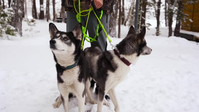 Close-up of two husky sports dogs on a leash looking around. Eyes of different colors.