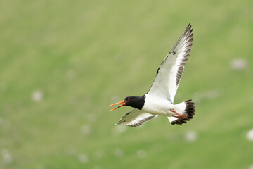 Eurasian oystercatcher, Haematopus ostralegus, also known as the common pied oystercatcher, flying...