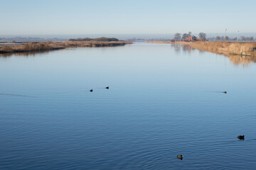 Winter landscape in the Netherlands with reed fringes on both sides of the clear blue water. There are some moorhens swimming in the water