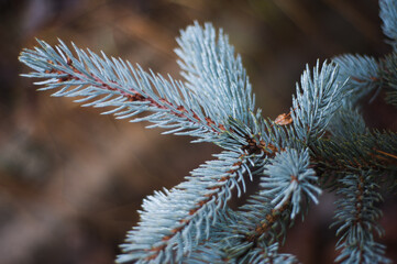 Naklejka na ściany i meble Fir tree brunch close up. Shallow focus. Fluffy fir tree brunch close up.
