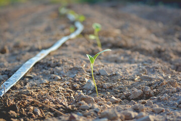Young growth seedling plants on soil grow sprout with system water drop in The farm. Agriculture concept