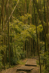 Fototapeta na wymiar Panoramic scene from bamboo forest in road to hana, Maui, Hawai
