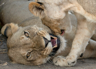 Close up of a lioness with cub