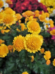 小菊　黄色　chrysanthemum
