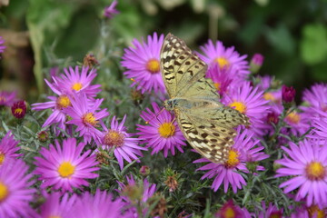 Multicolored and graceful butterfly on a flower meadow