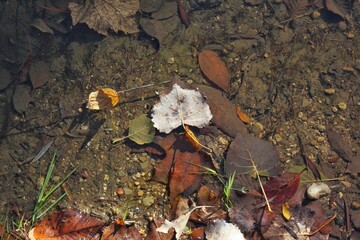 Leaf floating on the river.