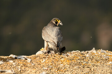 Halcon pregrino come su presa