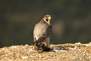 Halcon pregrino come su presa