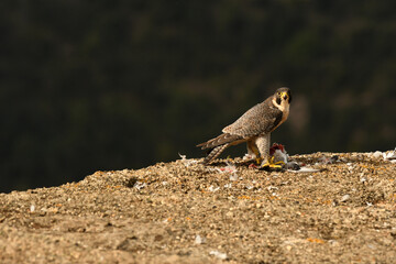 Halcon pregrino come su presa