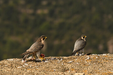 Halcon pregrino come su presa