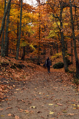 Castañar del Tiemblo en Avila en Otoño. España