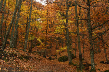 Castañar del Tiemblo en Avila en Otoño. España