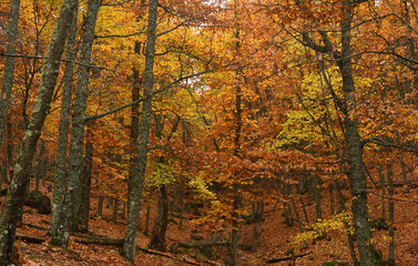 Castañar del Tiemblo en Avila en Otoño. España