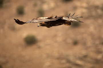 aguila real en vuelo