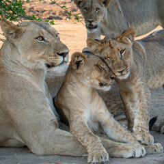 lioness and cubs - obrazy, fototapety, plakaty