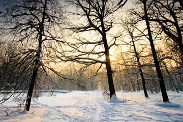 winter landscape with trees