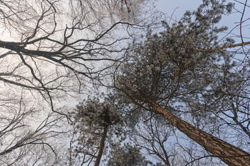 trees in the sky