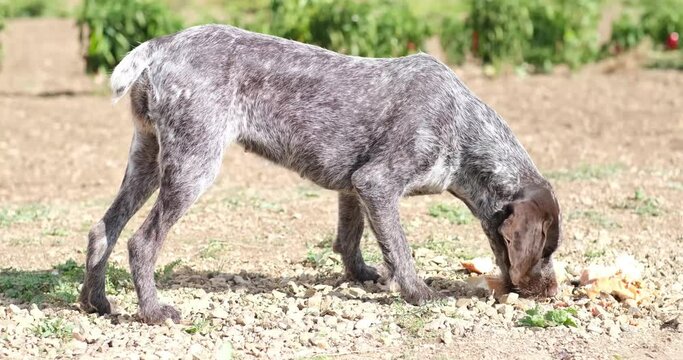 A Hungry and homeless stray female dog eats food on the farm.