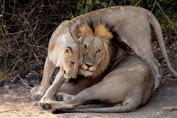 Lion and Lioness cuddling