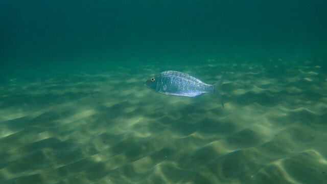 Sand steenbras or striped seabream (Lithognathus mormyrus) undersea, Aegean Sea, Greece, Halkidiki
