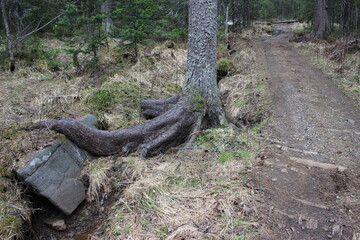 Fototapeta na wymiar tree roots