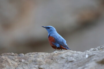 海岸にたたずむイソヒヨドリのオス