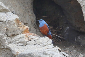 海岸にたたずむイソヒヨドリのオス
