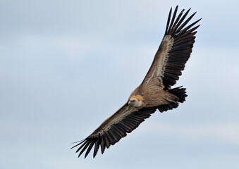Griffon Vulture - Gyps fulvus, Crete 