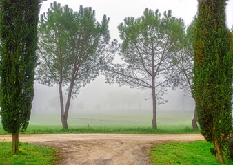 Obraz premium Scenic tuscany landscape with trees and country road on morning foggy background