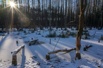 Bemwo forest. The place of occurrence of the beaver in the natural environment.