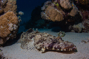 Krokadilsfisch zwischen Korallen im Roten Meer