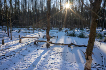 Bemwo forest. The place of occurrence of the beaver in the natural environment.