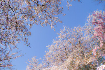 青空と桜