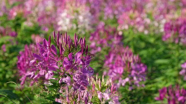 A footage of the Cleome Mauve Queen, Cleome hassleriana, moving with the wind under the afternoon sun in Khao Yai, Thailand.