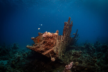 Wrack vor blauem Hintergrund im Roten Meer