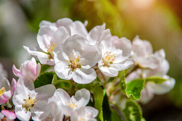 appletree blossom branch in the garden in spring

