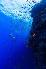 Fototapeta na wymiar Taucherin im Blau neben Steilwand voller Fische