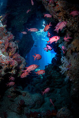 Fototapeta na wymiar Fische und Korallen beim Tauchen in einer Höhle