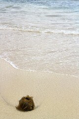 stranded coconut sand and sea