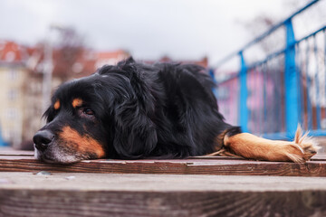 male dog hovawart gold and black