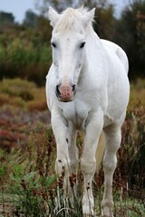 Obraz na płótnie Canvas white horse eating grass