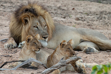 Lion and cubs chilling