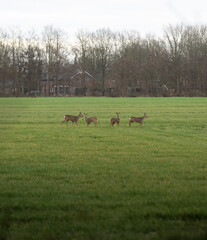 deers in a grass field
