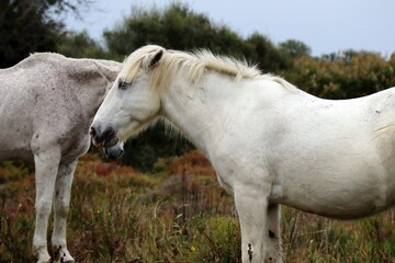 white horse in the field