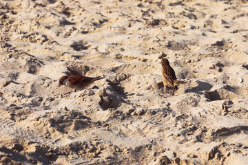 Two birds in between the sand. One has half its side facing the camera and the other is turned the opposite direction.