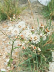 close up little ironweed flower in garden