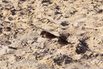 Two birds in between the sand. One has half its side facing the camera and the other is looking directly at the camera.