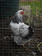 chicken from the side