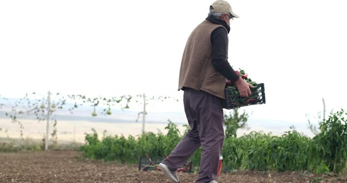 On a sunny day, a farmer family harvesting red chili peppers in a greenhouse 