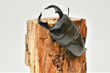 ダイオウヒラタクワガタ
